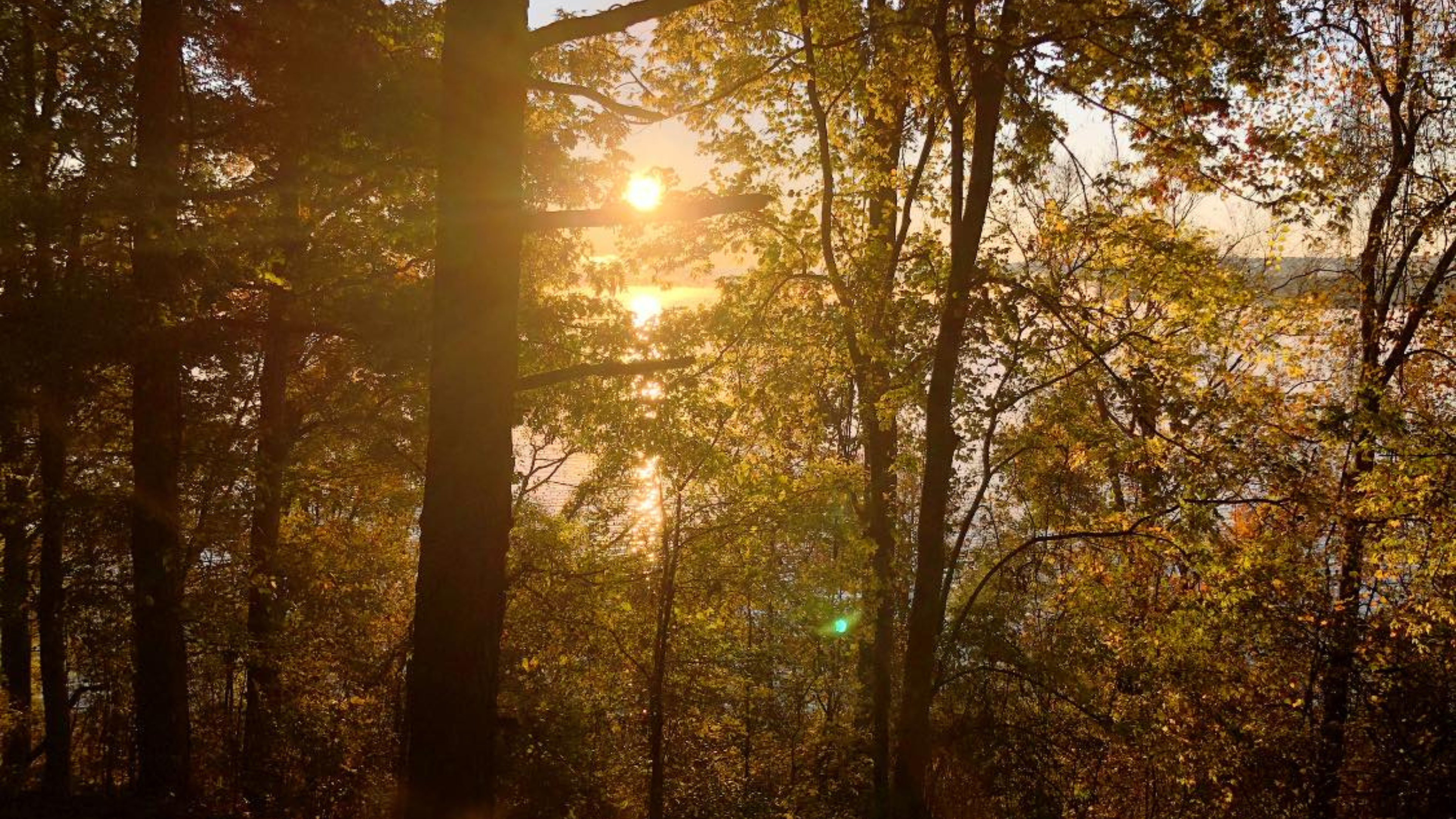 Image of trees above a shoreline with sunlight streaming down.