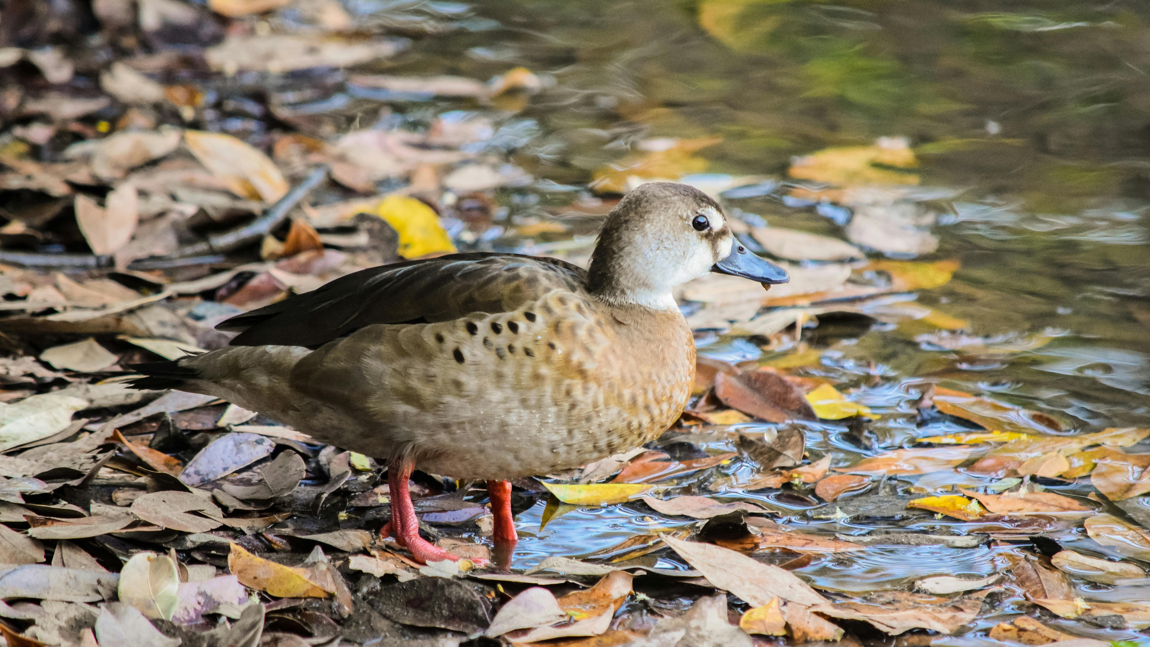 Image of duck on leaves near the water.